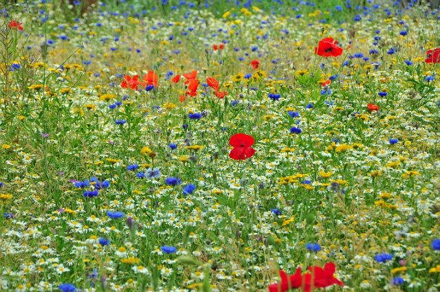 23 06 15_5282_edited-1.jpg - HENGISTBURY HEAD VISITNG CENTRE, EAST DORSET - 23.6.15